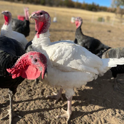 Reserve your Turkey for Fall now